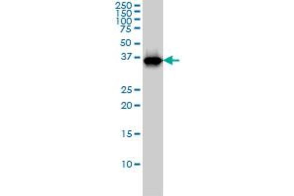 RFC4 antibody  (AA 254-363)