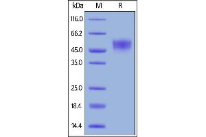 Rhesus macaque CD155, His Tag on  under reducing (R) condition. (Poliovirus Receptor Protein (PVR) (AA 28-343) (His tag))