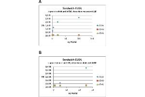 ELISA image for anti-Abeta 38/40/42 (AA 1-16), (AA 4-16) antibody (ABIN1742437) (Abeta 38/40/42 (AA 1-16), (AA 4-16) antibody)