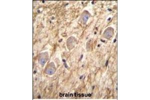 PCDHGA8 Antibody (C-term) (ABIN655955 and ABIN2845341) immunohistochemistry analysis in formalin fixed and paraffin embedded human brain tissue followed by peroxidase conjugation of the secondary antibody and DAB staining.