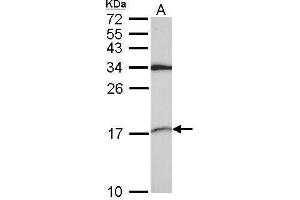 WB Image Sample (30 ug of whole cell lysate) A: A549 15% SDS PAGE antibody diluted at 1:1000