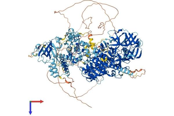 DNMT1 Protein (AA 1-1616) (His tag)