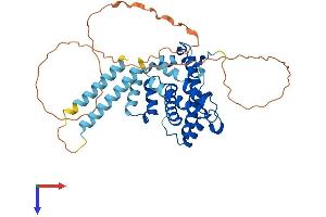 AlphaFold protein structure predicition of Human Recombinant PLEKHA8P1 Protein, UniprotID O95397