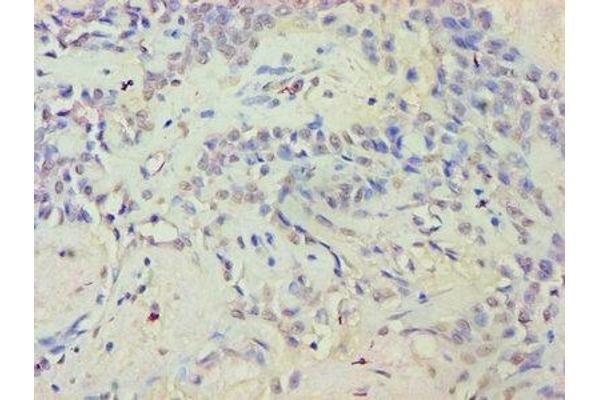 EYA2 antibody  (AA 1-514)