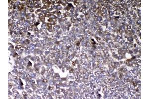 IHC testing of FFPE mouse liver tissue with VDBP antibody at 1ug/ml.