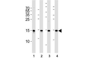 Western blot analysis of lysate from (1) Raji cell line, (2) human spleen, (3) mouse brain and (4) rat brain tissue lysate using FIS1 antibody at 1:1000. (Fission 1 antibody  (N-Term))