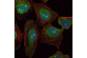 Immunofluorescence analysis of HeLa cells using SKP1 monoclonal antobody, clone 4E11  (green).