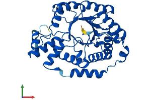 AlphaFold protein structure predicition of Mouse Recombinant Dera Protein, UniprotID Q91YP3