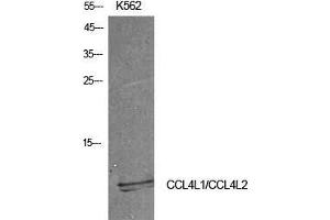 Western Blot (WB) analysis of K562 cells using MIP-1b Polyclonal Antibody. (CCL4 antibody  (Internal Region))