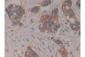 Immunohistochemistry (IHC) image for anti-Cytochrome C, Somatic (CYCS) (AA 5-100) antibody (ABIN7442270)