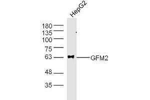HepG2 (Human cell line) lysates probed with GFM2 Polyclonal Antibody, unconjugated  at 1:300 overnight at 4°C followed by a conjugated secondary antibody at 1:10000 for 60 minutes at 37°C. (GFM2 antibody  (AA 151-250))