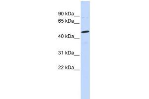 WB Suggested Anti-CSPG5 Antibody Titration:  0.