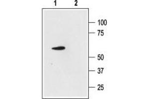 Western blot analysis of rat cerebellum lysate: - 1. (KCNK4 antibody  (C-Term, Intracellular))