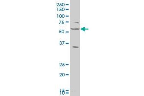 LAP3 antibody  (AA 420-519)