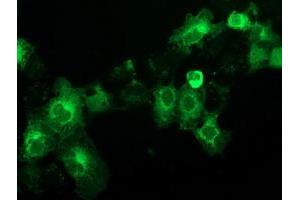 Anti-BECN1 mouse monoclonal antibody (ABIN2454373) immunofluorescent staining of COS7 cells transiently transfected by pCMV6-ENTRY BECN1 (RC201629). (Beclin 1 antibody)