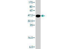 Western Blot detection against Immunogen (37 KDa) . (NEDD4-2 antibody  (AA 1-100))