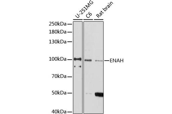 ENAH Antikörper  (AA 412-591)