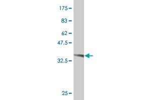 Western Blot detection against Immunogen (36. (TBX3 antibody  (AA 311-410))