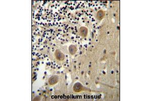 BEND6 Antibody (C-term) (ABIN656518 and ABIN2845788) immunohistochemistry analysis in formalin fixed and paraffin embedded human cerebellum tissue followed by peroxidase conjugation of the secondary antibody and DAB staining. (BEND6 antibody  (C-Term))