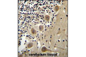 BEND6 Antibody (C-term) (ABIN656518 and ABIN2845788) immunohistochemistry analysis in formalin fixed and paraffin embedded human cerebellum tissue followed by peroxidase conjugation of the secondary antibody and DAB staining. (BEND6 antibody  (C-Term))