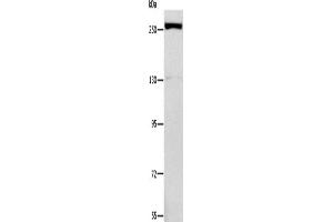 Western Blotting (WB) image for anti-Extra Spindle Poles Like 1 (ESPL1) antibody (ABIN2434612)
