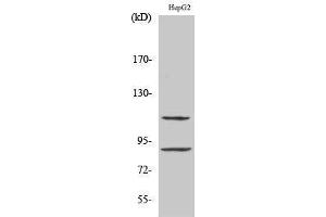 Western Blotting (WB) image for anti-Zinc Finger Protein 148 (ZNF148) (N-Term) antibody (ABIN3187522) (ZNF148 antibody  (N-Term))
