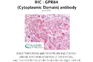 Image no. 1 for anti-G Protein-Coupled Receptor 84 (GPR84) (3rd Cytoplasmic Domain) antibody (ABIN1735180) (GPR84 antibody  (3rd Cytoplasmic Domain))