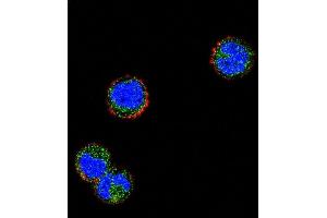 Confocal immunofluorescent analysis of KLRC1 Antibody (N-term) (ABIN656501 and ABIN2845775) with MDA-M cell followed by Alexa Fluor 488-conjugated goat anti-rabbit lgG (green). (KLRC1 antibody  (N-Term))