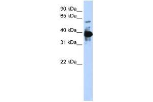 Western Blotting (WB) image for anti-Nuclear Factor (Erythroid-Derived 2), 45kDa (NFE2) antibody (ABIN2460011) (NFE2 antibody)