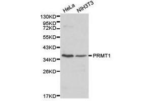 Western Blotting (WB) image for anti-Protein Arginine Methyltransferase 1 (PRMT1) antibody (ABIN1874325) (PRMT1 antibody)