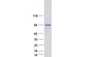 SNTG2 Protein (Myc-DYKDDDDK Tag)