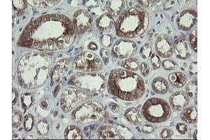 Image no. 1 for anti-Polymerase (RNA) III (DNA Directed) Polypeptide C (62kD) (POLR3C) antibody (ABIN1500340) (POLR3C antibody)