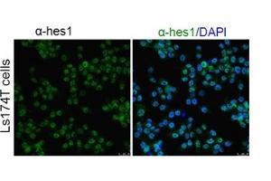 Immunofluorescence (IF) image for anti-Hes Family bHLH Transcription Factor 1 (HES1) (N-Term) antibody (ABIN2779597)
