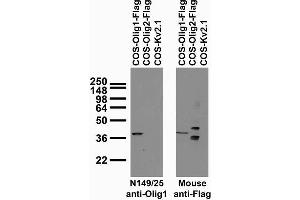 Transfected cell immunoblot: extracts of COS cells transiently transfected with Flag-tagged Olig1, Olig2 and untagged Kv2.