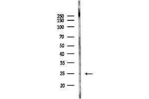 Western blot analysis of lysates from  cells(heat-shock,45 min treatment), using HOP2 Antibody at 1/1000 dilution.