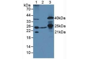 Figure. (TFAM antibody  (AA 43-243))