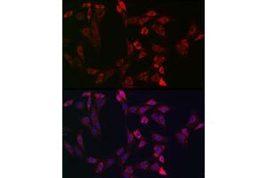 Immunofluorescence analysis of NIH-3T3 cells using Bid Rabbit pAb (ABIN3020687, ABIN3020688, ABIN3020689, ABIN1512634 and ABIN6213669) at dilution of 1:150 (40x lens). (BID antibody  (AA 1-130))