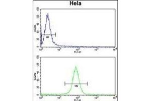 CALM1 Antibody (C-term) (ABIN652489 and ABIN2842329) flow cytometry analysis of Hela cells (bottom histogram) compared to a negative control cell (top histogram). (Calmodulin 1 antibody  (C-Term))