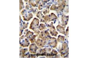 BTC Antibody (N-term) immunohistochemistry analysis in formalin fixed and paraffin embedded human pancreas tissue followed by peroxidase conjugation of the secondary antibody and DAB staining. (Betacellulin antibody  (N-Term))