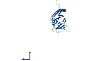 AlphaFold protein structure predicition of Human Recombinant CLEC12A Protein, UniprotID Q5QGZ9