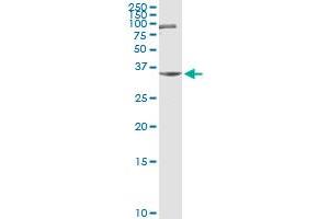 ZNF253 antibody  (AA 1-499)