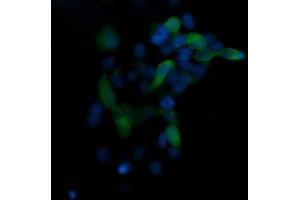 Image no. 1 for anti-Mitogen-Activated Protein Kinase 13 (MAPK13) antibody (ABIN1499956) (MAPK13 antibody)