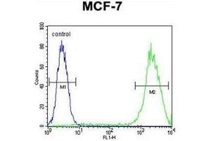 Flow cytometric analysis of MCF-7 cells usinmg Galectin-3 Antibody (C-term) Cat. (Galectin 3 antibody  (C-Term))