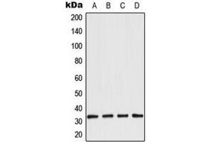 Western blot analysis of Aquaporin 3 expression in LOVO (A), A431 (B), NIH3T3 (C), rat kidney (D) whole cell lysates.