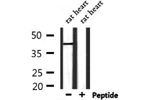 Western blot analysis of extracts from rat heart , using LAMP2 Antibody.