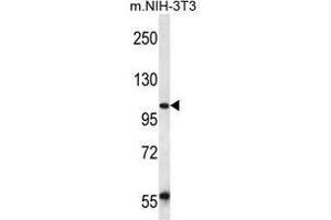 UBAP2 Antibody (N-term) western blot analysis in mouse NIH-3T3 cell line lysates (35 µg/lane). (UBAP2 antibody  (N-Term))