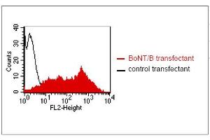 FACS analysis of BOSC23 cells using GR-3G7. (Botulinum Neurotoxin Type B (BoNT/B) antibody)