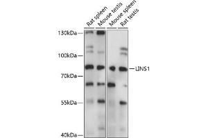 Western blot analysis of extracts of various cell lines, using LINS1 antibody (ABIN7268271) at 1:1000 dilution. (LINS antibody  (AA 1-100))
