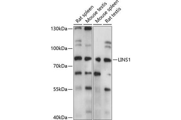LINS antibody  (AA 1-100)