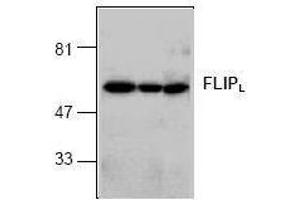 Image no. 1 for anti-CASP8 and FADD-Like Apoptosis Regulator (CFLAR) (C-Term), (long form) antibody (ABIN126994) (FLIP antibody  (C-Term, long form))